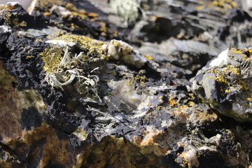 Fronded Lichen growing on a rock