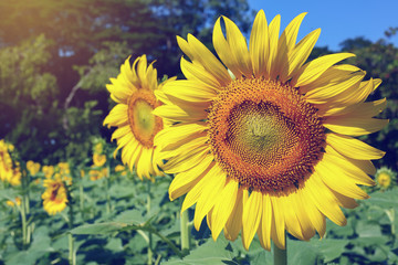 beautiful flower, sunflower blooming in garden