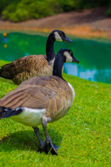 Canada goose by a lake