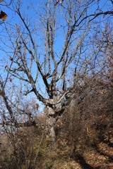The walnut tree was left leafless in late autumn