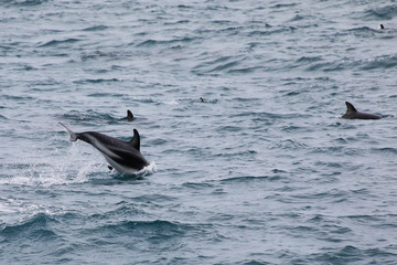 Fototapeta premium Dusky dolphins swimming off the coast of Kaikoura, New Zealand