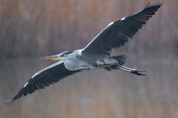 Fototapeta premium Ein Graureiher im Flug