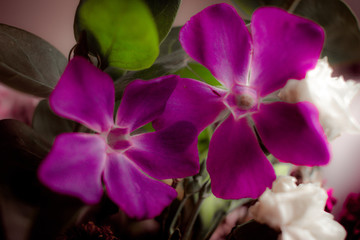 Close up of Vinca Minor , Periwinkle