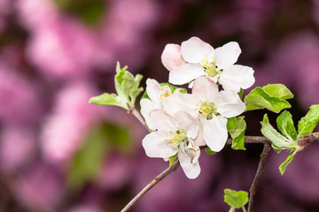 apple branch in white blossom. beautiful pink nature background on a sunny day in spring. blurred background