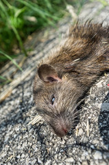 dead mouse