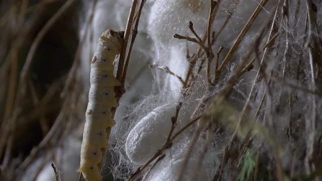 Close up of a silkworm on the farm