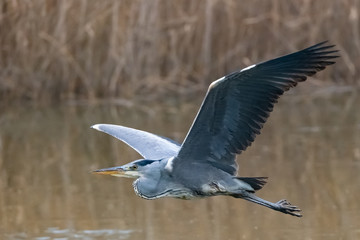 Graureiher im Flug
