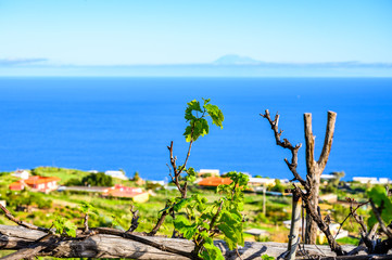 Terraced vineyards located above clouds level on mountains slopes near village Puntagorda and ocean view, north wine production region on La Palma island, Canary, Spain