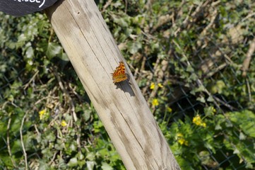 Premier papillon du printemps