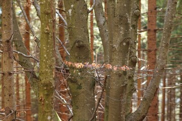 Wald im Licht