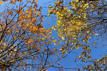 Late autumn. The last leaves were left on the trees. The sun is shining all around.