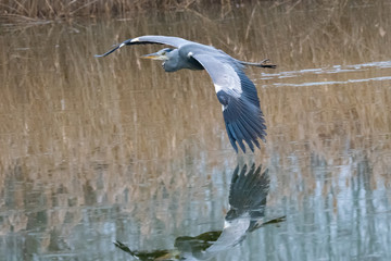 Ein Graureiher im Tiefflug