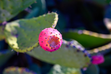 Ripe fruits of opuntia ficus indica or prickly pear