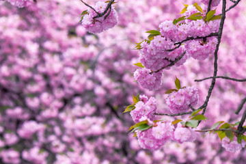 Fototapeta premium pink cherry blossom close up on the branch. beaty of japanese sakura season. wonderful nature background