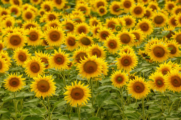 Sunflower field landscape. field of blooming sunflowers on a background sunset. Sunflower natural background, Sunflower blooming