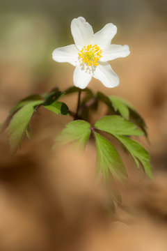 Wood anemone (Anemone nemorosa) white anemone in shady woods, early spring flower in buttercup family Ranunculaceae. Windflower, thimbleweed or smell fox white anemone, rhizomatous toxic plant 