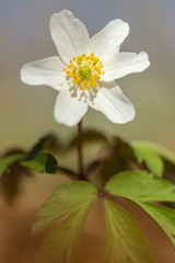 Wood anemone (Anemone nemorosa) white anemone in shady woods, early spring flower in buttercup family Ranunculaceae. Windflower, thimbleweed or smell fox white anemone, rhizomatous toxic plant 