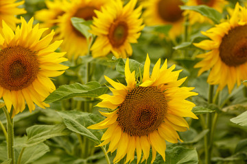 Sunflower field landscape. field of blooming sunflowers on a background sunset. Sunflower natural background, Sunflower blooming