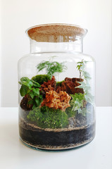 Small decoration plants in a glass bottle/garden terrarium bottle/ forest in a jar. Terrarium jar with piece of forest with self ecosystem. Save the earth concept. Bonsai