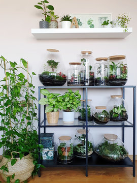 Small decoration plants in a glass bottle/garden terrarium bottle/ forest in a jar. Terrarium jar with piece of forest with self ecosystem. Save the earth concept. Bonsai