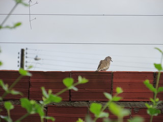 Rola-carpideira (Zenaida macroura)