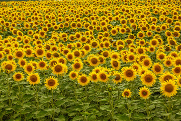 Sunflower field landscape. field of blooming sunflowers on a background sunset. Sunflower natural background, Sunflower blooming