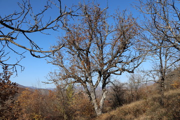 The walnut tree was left leafless in late autumn
