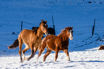 Cavalli che corrono nella neve in Trentino Alto Adige