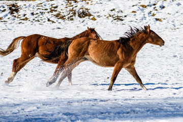 Fototapeta na wymiar Cavalli che corrono nella neve in Trentino Alto Adige