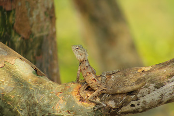 lizard on rock