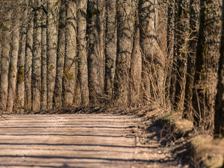 beautiful tree avenue, early spring, dry grass along the way