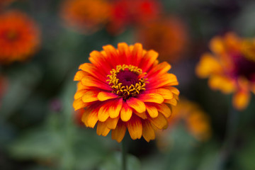 orange flower