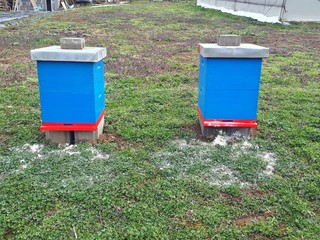 Two beehives with bees on the meadow in spring