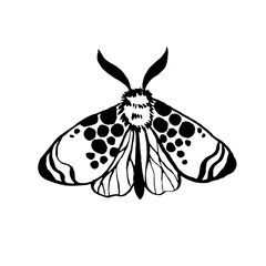 vector moth, night butterfly drawing, hand drawing silhouette illustration