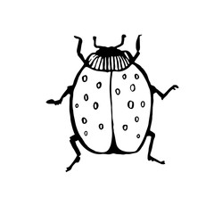 ink sketch vector beetle, hand drawing silhouette illustration