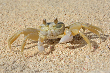 cangrejo - crab