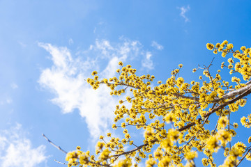 サンシュユの花