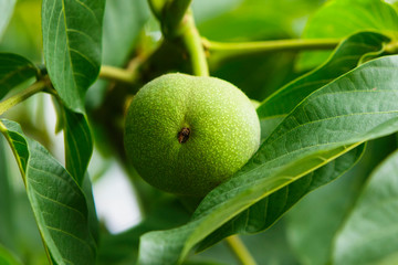 Green walnut on a tree.