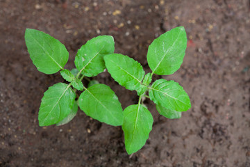 holy basil small plant seedling on brownish soil, tulsi plant