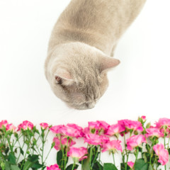 Roses and cute scottish kitten on white background. Scottish cat and flower
