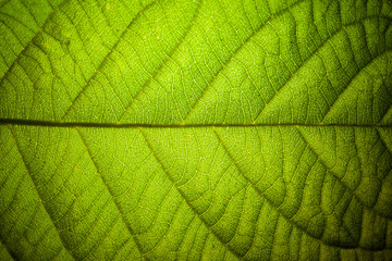 green leaf veins macro