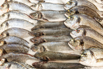 A row of fresh fish on ice on a counter in a supermarket. Close-up.