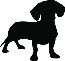 Vector illustration, black silhouette on a white background, dachshund dog.