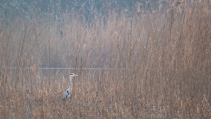 Ein Graureiher am Gewässer