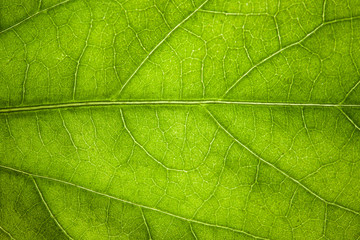 Plakat green leaf veins macro