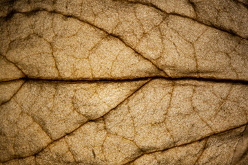 dry leaf veins macro brown color texture background