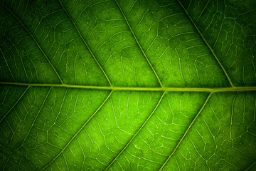 Fototapeta na wymiar leaf veins macro texture