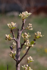 A young apple tree is gaining color in spring