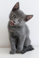 Russian blue kitten