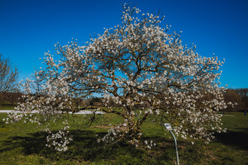 almond tree blossom in springtime